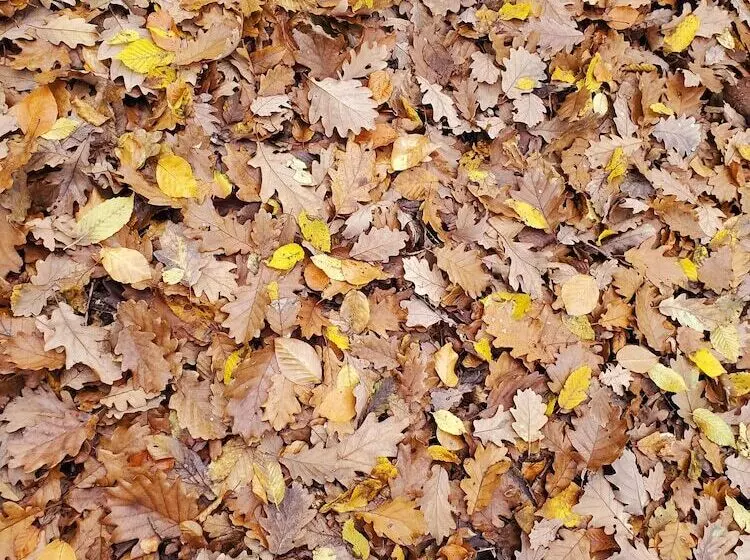 Majatalo Domaine Du Val Sauvage