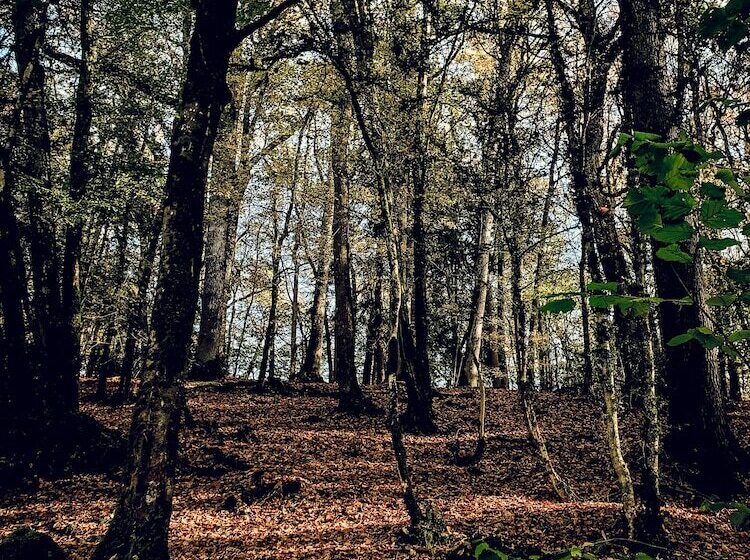 פנסיון Domaine Du Val Sauvage