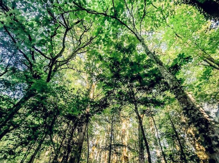 פנסיון Domaine Du Val Sauvage