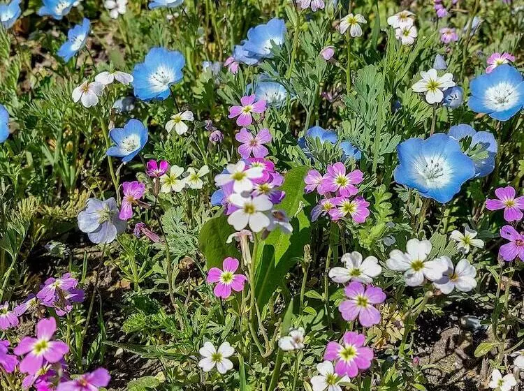 Majatalo Domaine Du Val Sauvage
