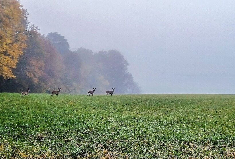 פנסיון Domaine Du Val Sauvage