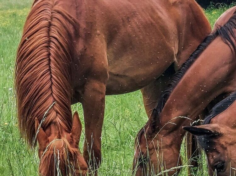 פנסיון Domaine Du Val Sauvage