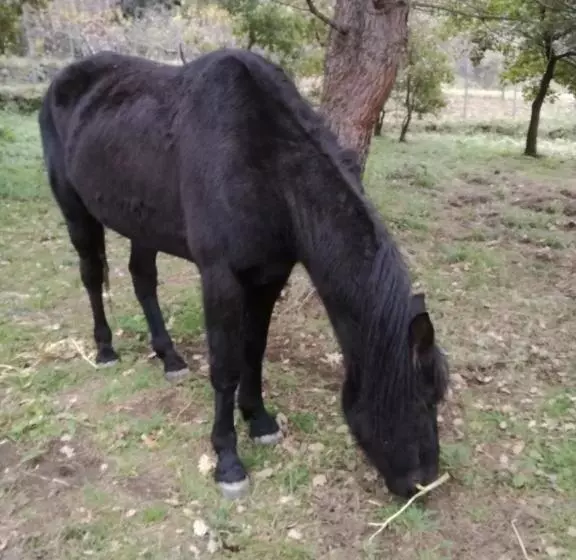 Majatalo Antico Palmento Dell Etna
