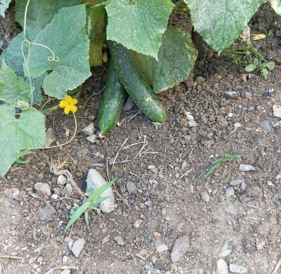 צימר Lotus Flower