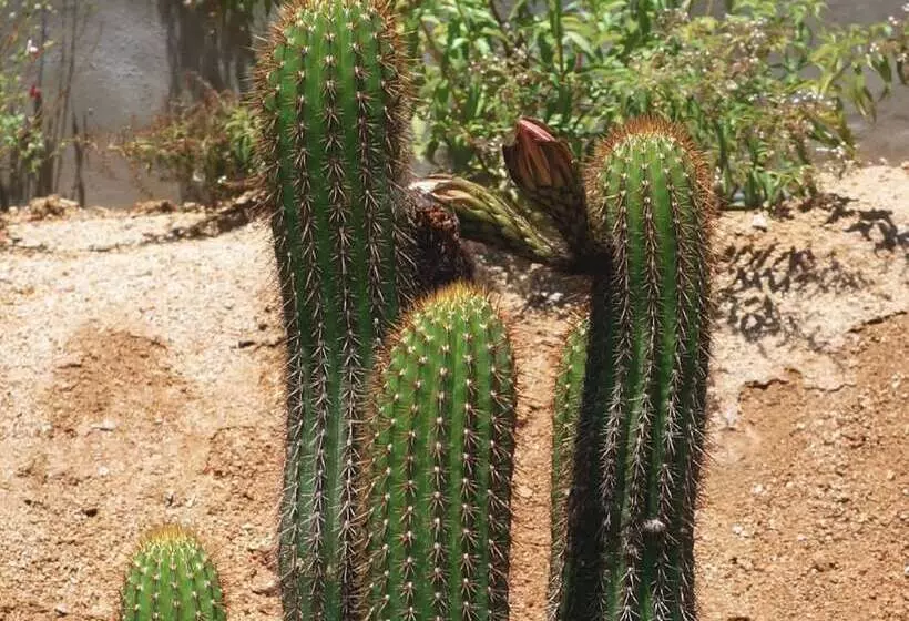 Hotelli Otero Valle De Guadalupe