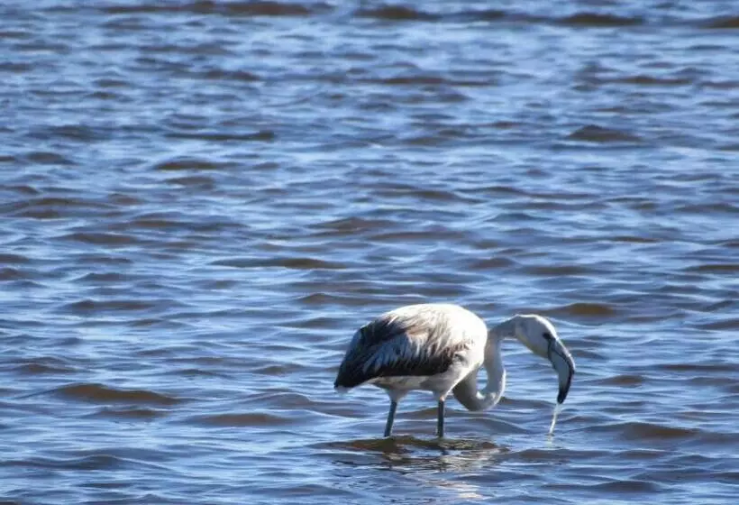 پانسیون Aveiro House