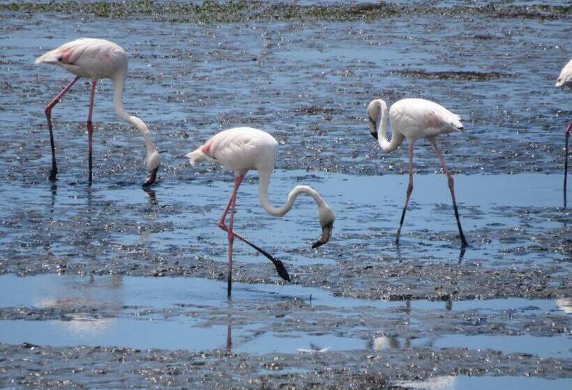 بنسيون Aveiro House