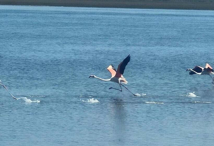 بنسيون Aveiro House