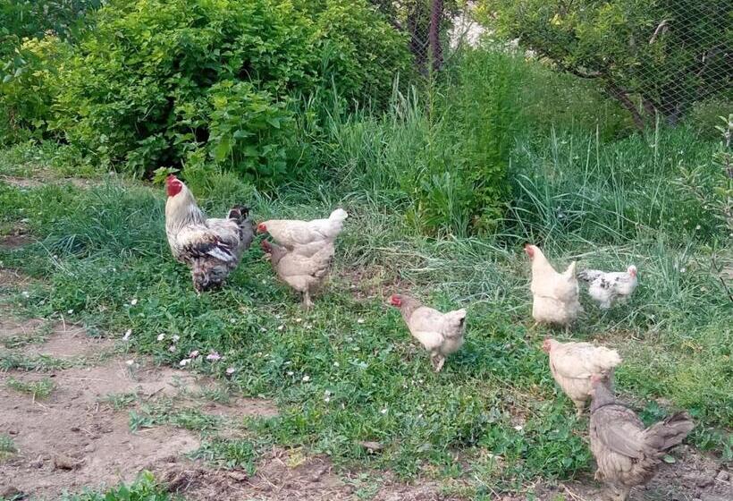 پانسیون Sultan