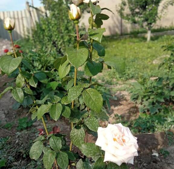 پانسیون Sultan