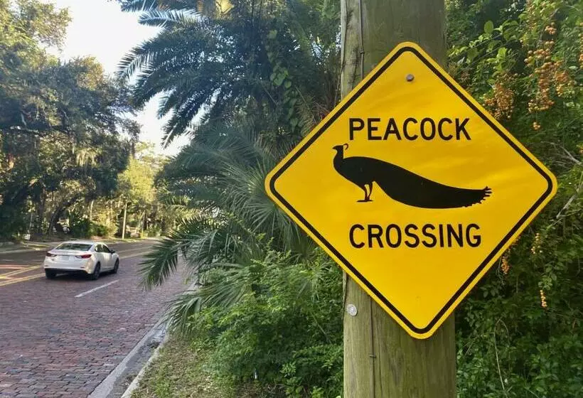 پانسیون King Size Sassy Studio