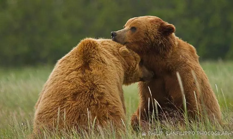 ベッドアンドブレックファースト Alaska Halcyon Heights Inn