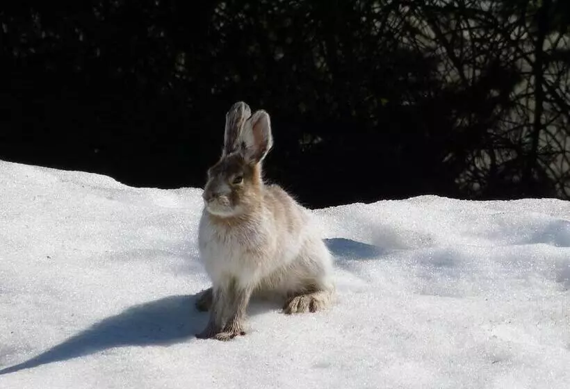 ベッドアンドブレックファースト Alaska Halcyon Heights Inn