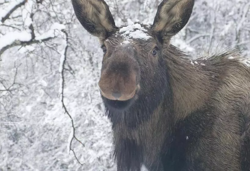 ベッドアンドブレックファースト Alaska Halcyon Heights Inn