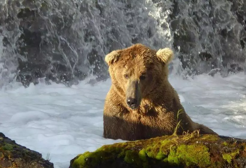 ベッドアンドブレックファースト Alaska Halcyon Heights Inn