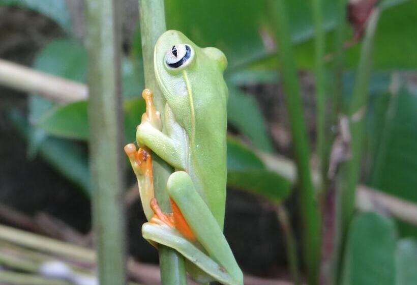 Otel Eliconial Paraty Pousada