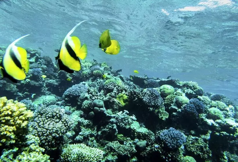 هتل Robinson Soma Bay