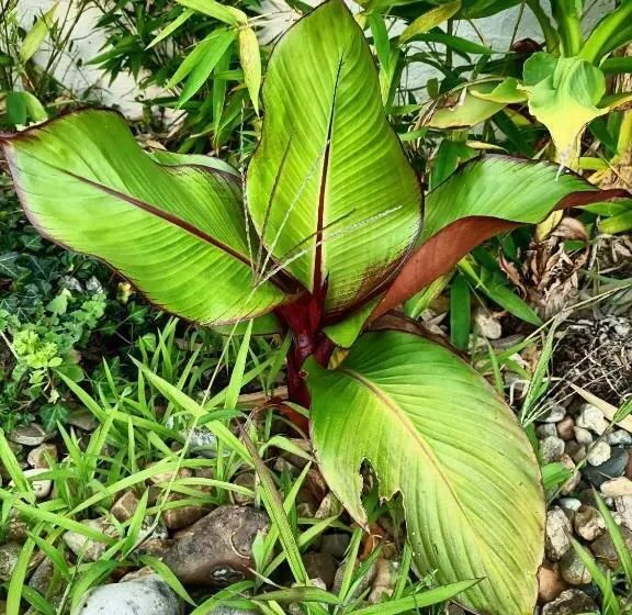 Bed and Breakfast Les Bichettes