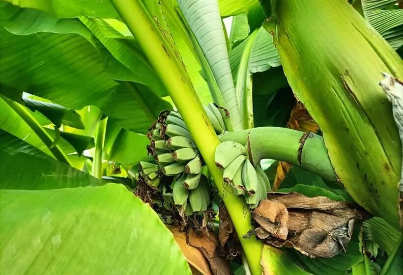 Bed and Breakfast Les Bichettes