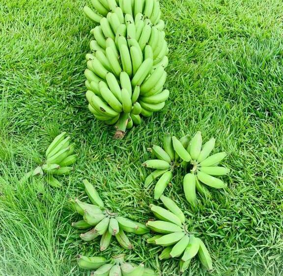 פנסיון Sítio Barriguda