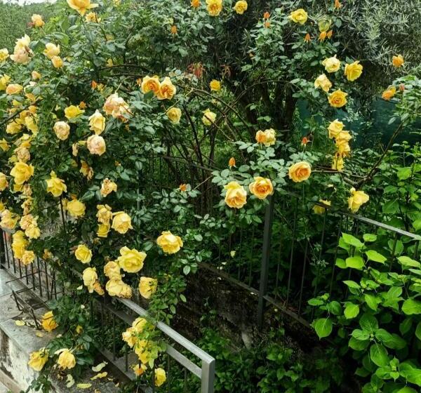 פנסיון Amrita Rosa