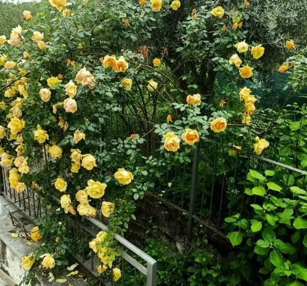 Majatalo Amrita Rosa