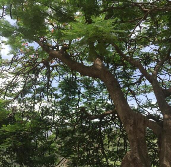 تختخواب و صبحانه Pousada Rural Simpatia