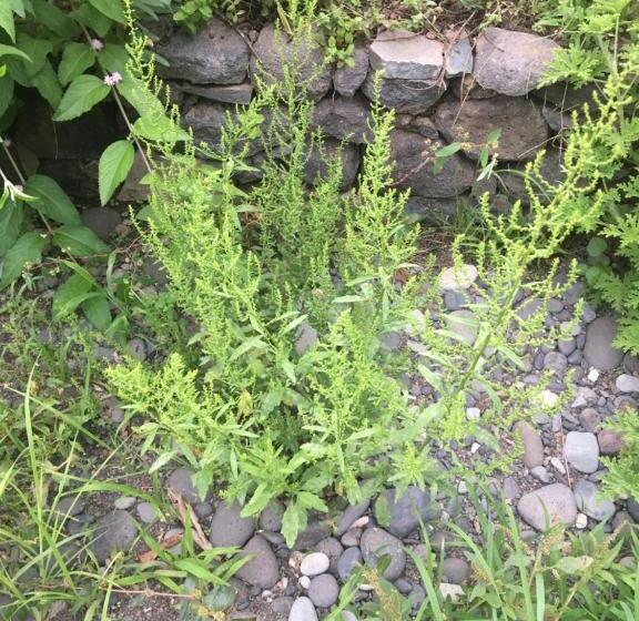 تختخواب و صبحانه Pousada Rural Simpatia