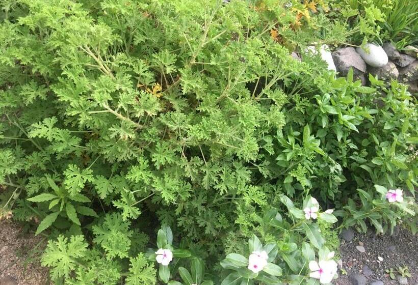 تختخواب و صبحانه Pousada Rural Simpatia