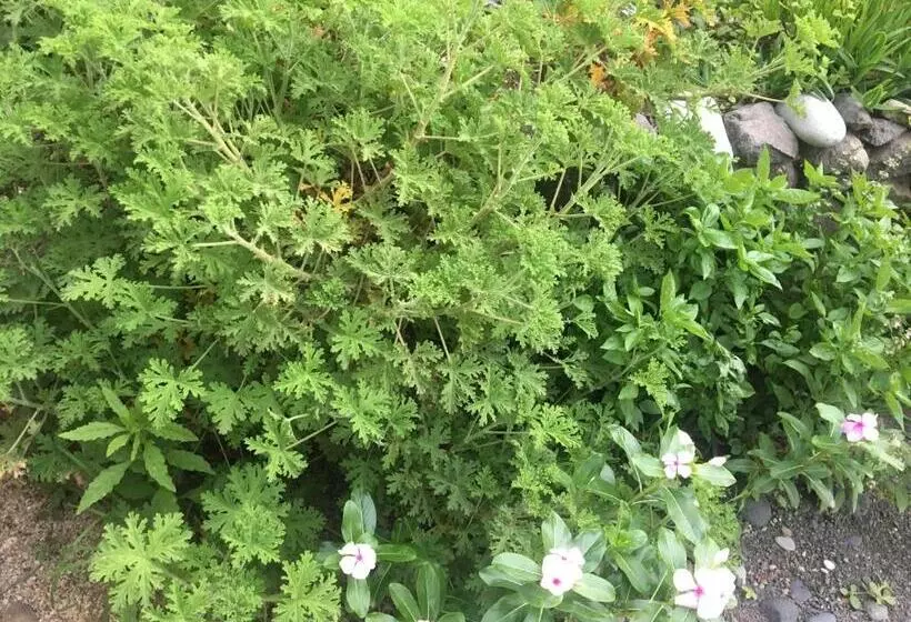 تختخواب و صبحانه Pousada Rural Simpatia