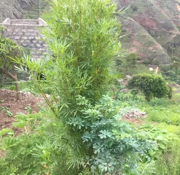 تختخواب و صبحانه Pousada Rural Simpatia