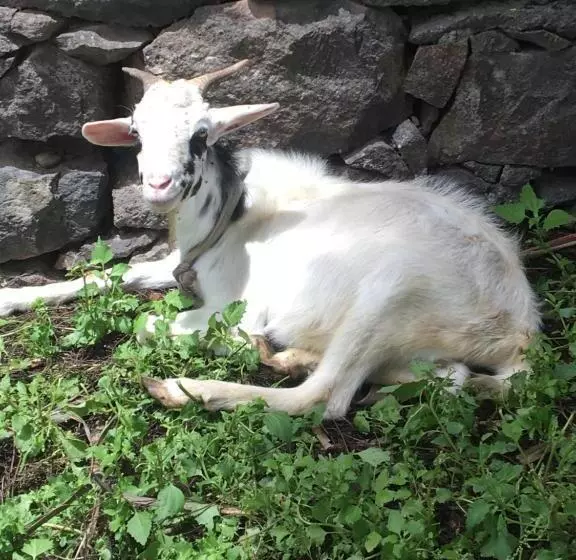 تختخواب و صبحانه Pousada Rural Simpatia