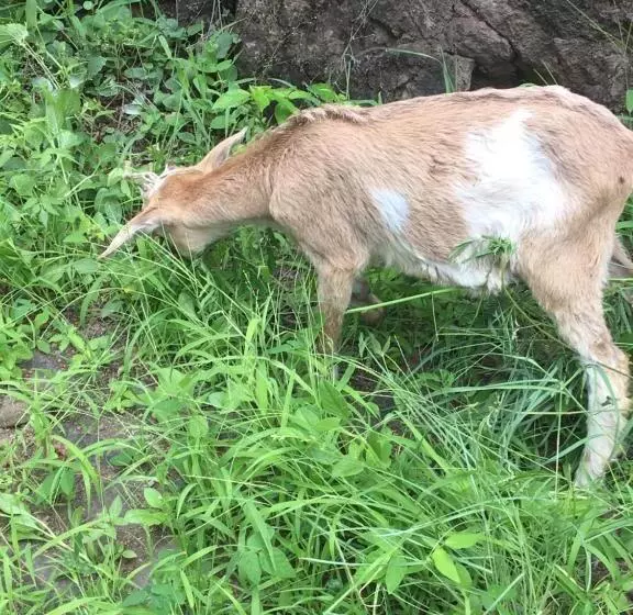 تختخواب و صبحانه Pousada Rural Simpatia