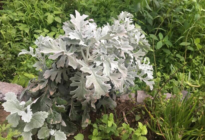 تختخواب و صبحانه Pousada Rural Simpatia