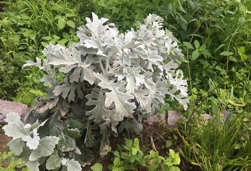 تختخواب و صبحانه Pousada Rural Simpatia