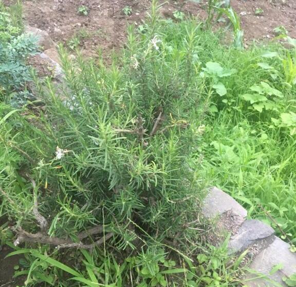 تختخواب و صبحانه Pousada Rural Simpatia