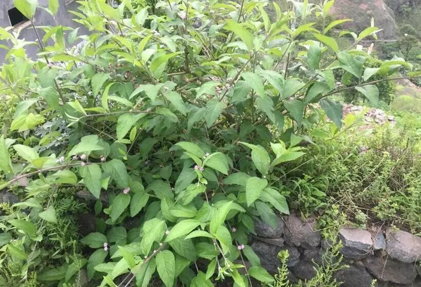 تختخواب و صبحانه Pousada Rural Simpatia