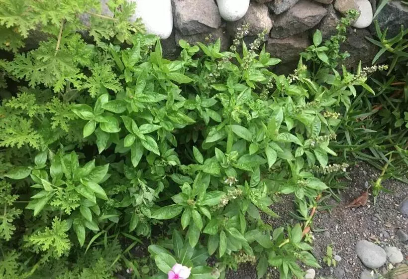 تختخواب و صبحانه Pousada Rural Simpatia