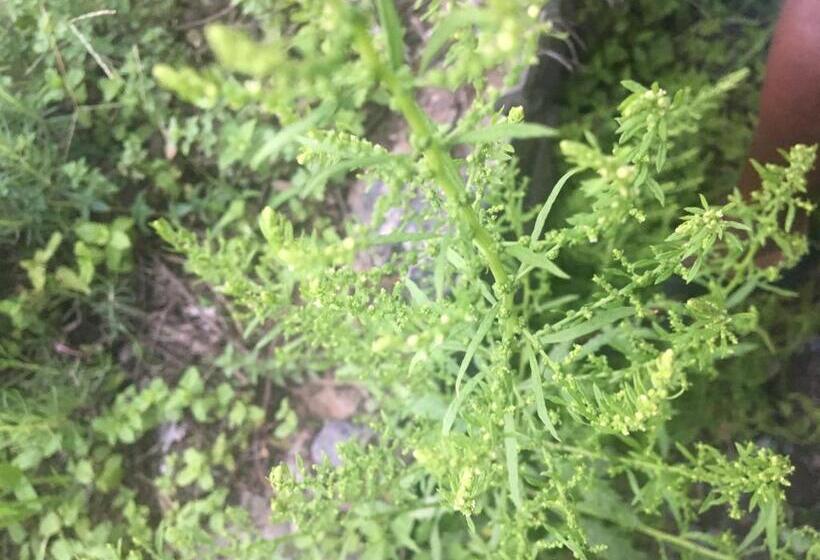 تختخواب و صبحانه Pousada Rural Simpatia