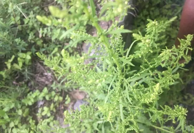 تختخواب و صبحانه Pousada Rural Simpatia