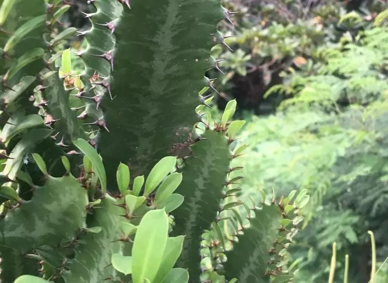 تختخواب و صبحانه Pousada Rural Simpatia