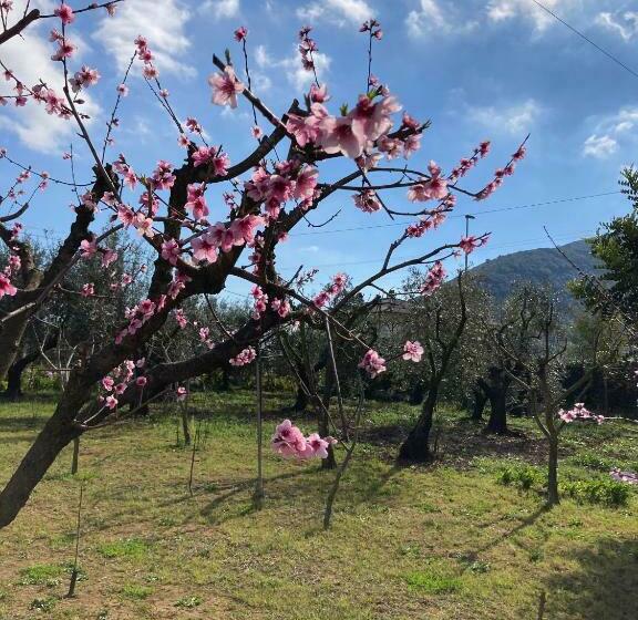 Casa Degli Ulivi   Alloggio Turistico