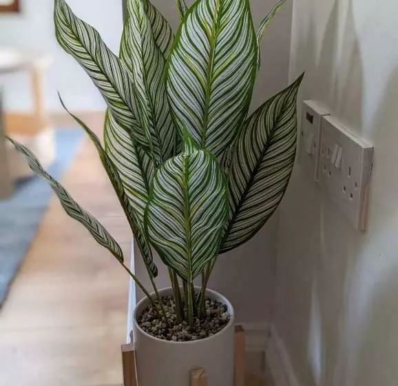 Brooklands Central Apartment