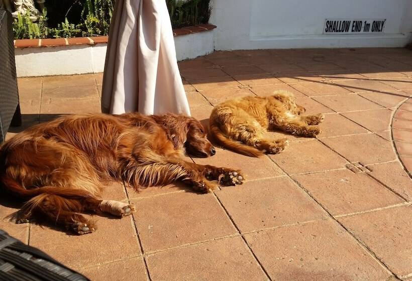 צימר Honeypot Guest House