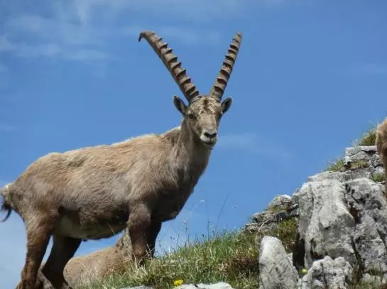 Bauernhof Moosmann Gretl