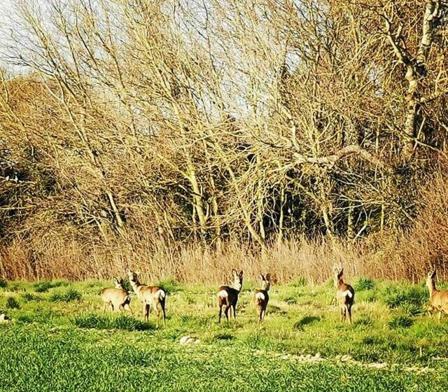 Rusty Shepherds Hut Sleeps Up To 4