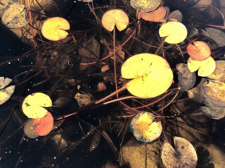 בית מלון כפרי Les Tilleuls Montbeliard Sud Audincourt