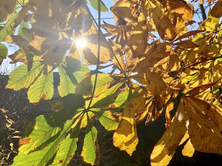 בית מלון כפרי Les Tilleuls Montbeliard Sud Audincourt