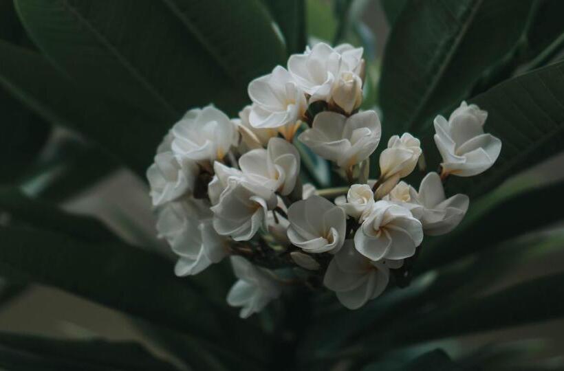 פנסיון Kelana Guest House