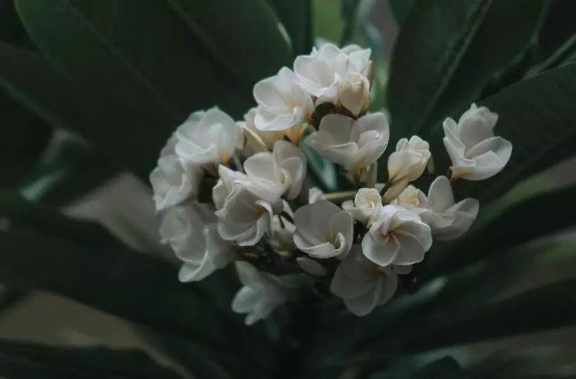 ペンション Kelana Guest House